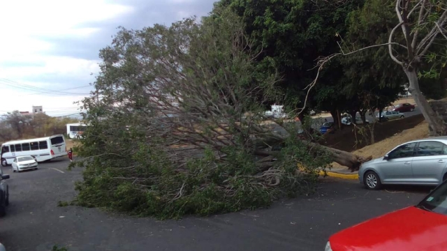 Derriba viento dos árboles en la UAEM