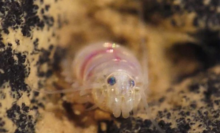 Museo de Londres descubrió más de 550 especies en 2021
