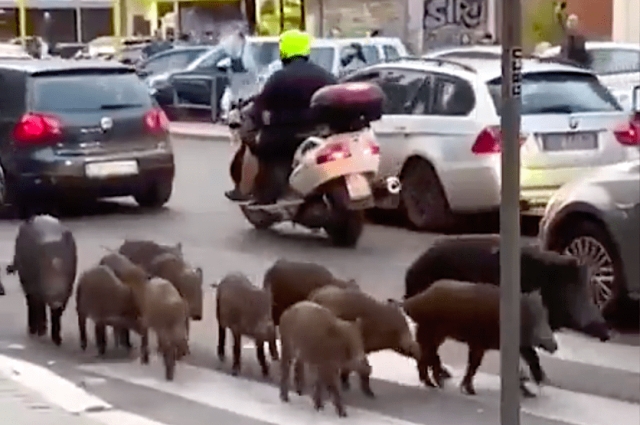 Manadas de jabalíes invaden Roma.