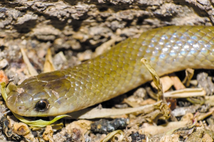 Descubren en M&eacute;xico nueva especie de serpiente subterr&aacute;nea