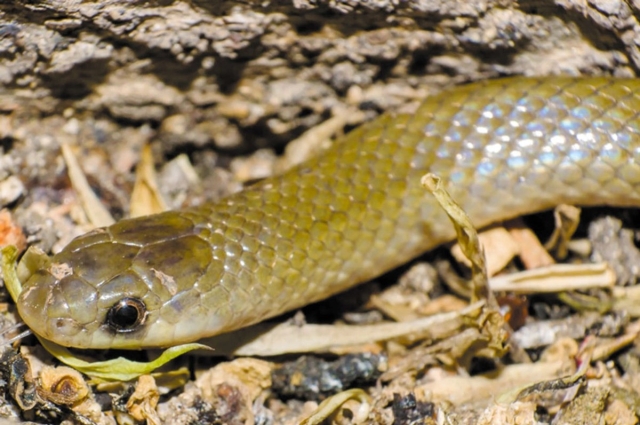 Descubren en M&eacute;xico nueva especie de serpiente subterr&aacute;nea