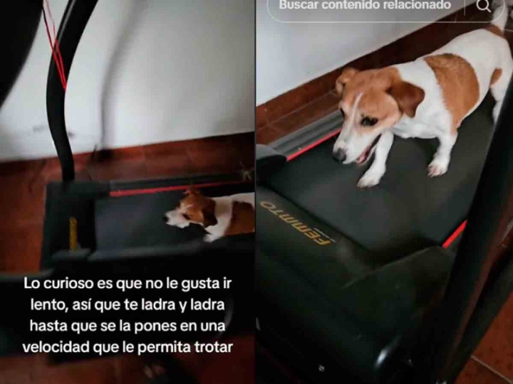 Descubre a Juanita, la perrita fitness que conquista tiktok con su energía