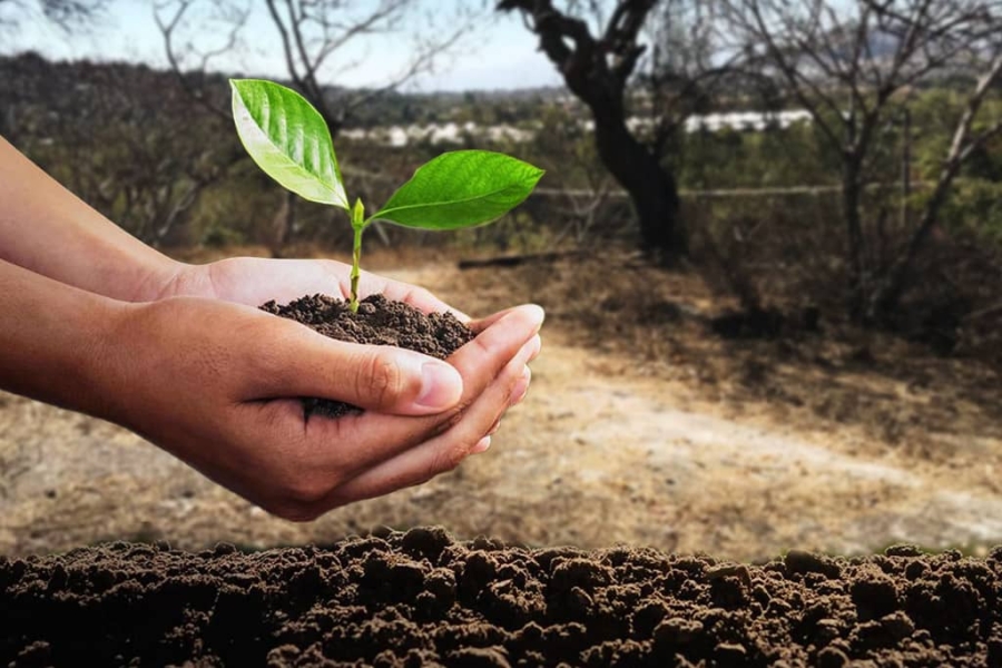 Pretenden reforestar áreas naturales devastadas en Tetecala