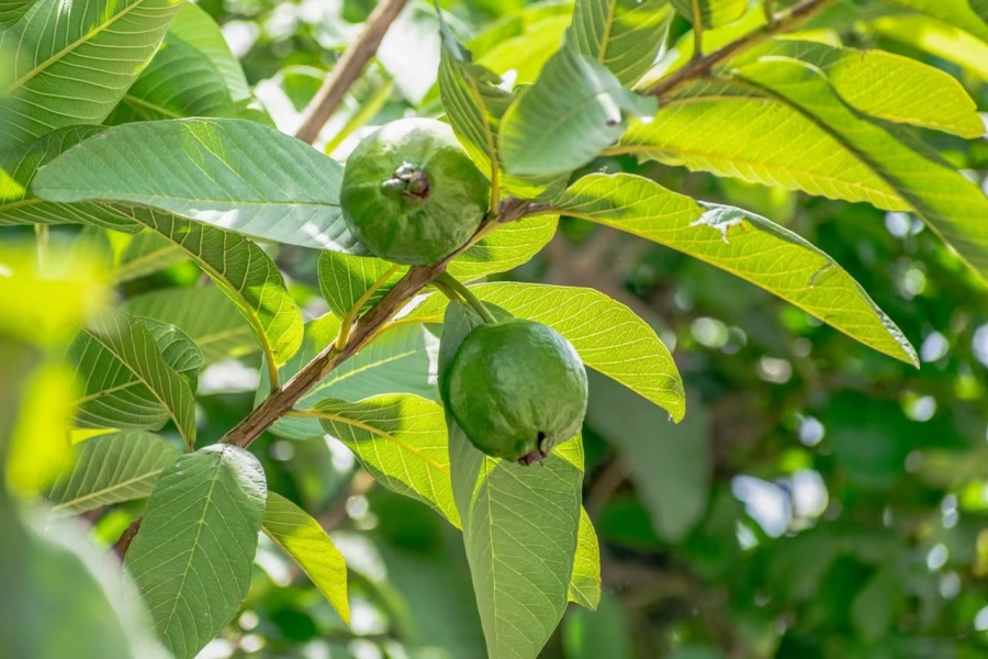 3 árboles frutales para tu jardín que no levantan la banqueta