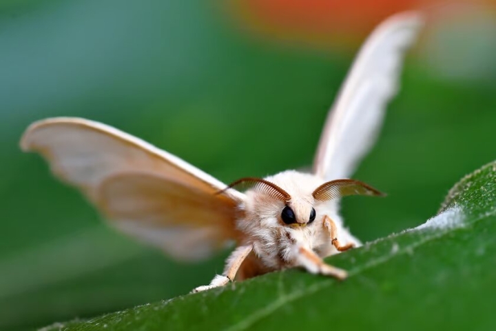 Descubren que las polillas son polinizadores más eficientes que las abejas