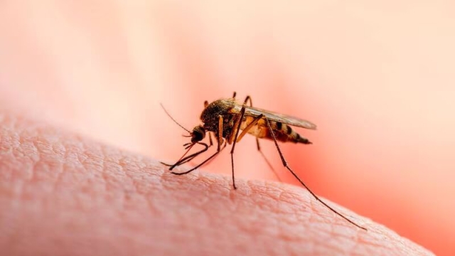 La malaria se propaga en EU por primera vez en 20 años