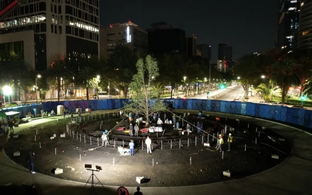 Llega nuevo ahuehuete a glorieta en Paseo de la Reforma