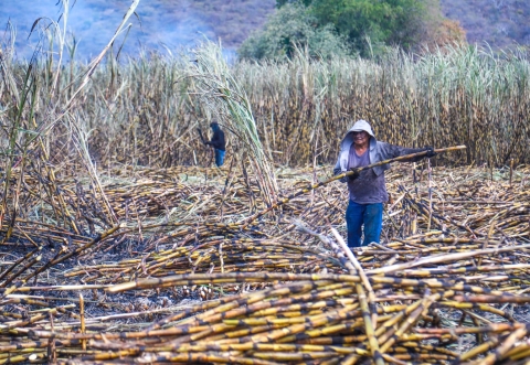 Inicia la zafra en Morelos