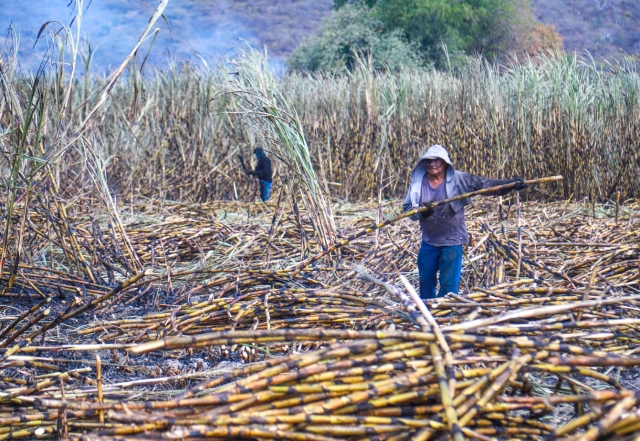 Se alistan productoras y productores cañeros para el inicio de la zafra 2025