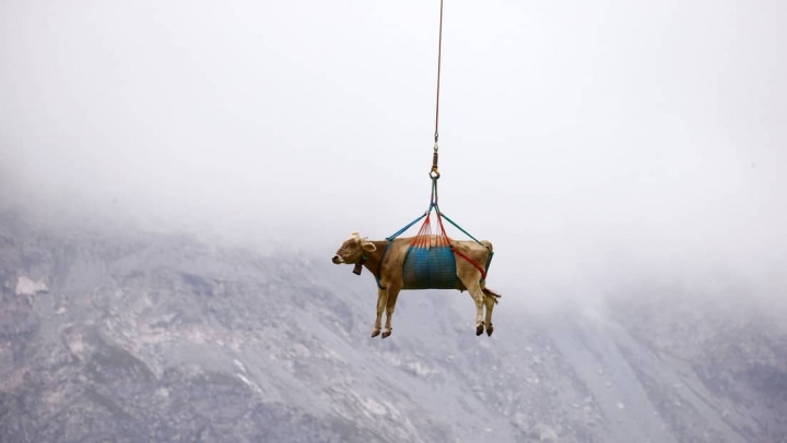 Trasladan a vacas en helicópteros.