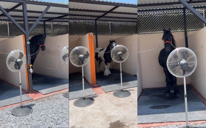 ¡Qué agusticidad! Refrescan a caballos con ventiladores ante ola de calor