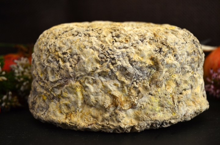 Hongos del queso de cuevas revelan cómo las mutaciones genéticas impulsan un rápido cambio evolutivo