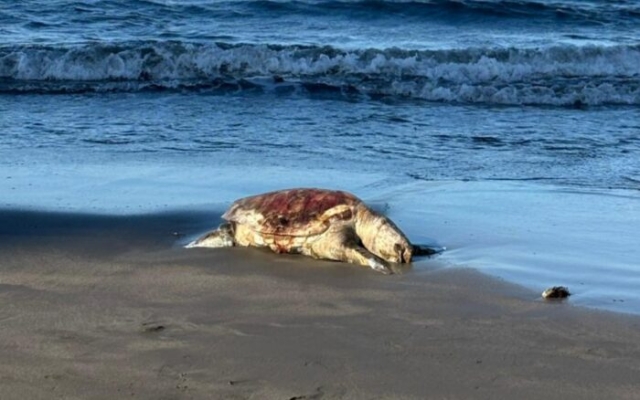 Oceana considera insuficiente respuesta de Pemex por derrame en Golfo de M&eacute;xico