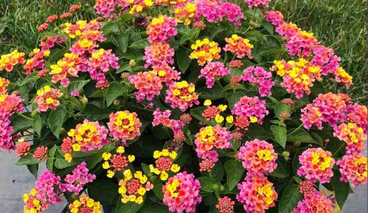 Cuatro plantas con flor que florecen todo el año y son fáciles de cuidar