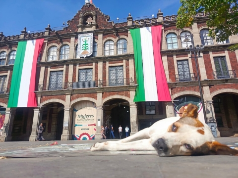 Proponen protectores de animales instalar caseta para guarecer a célebre canino de plaza de armas
