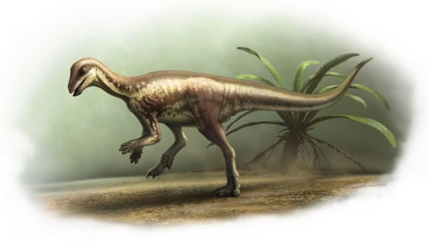 Dibujo de cómo podría haber sido el cursor Enigma mollyborthwickae.