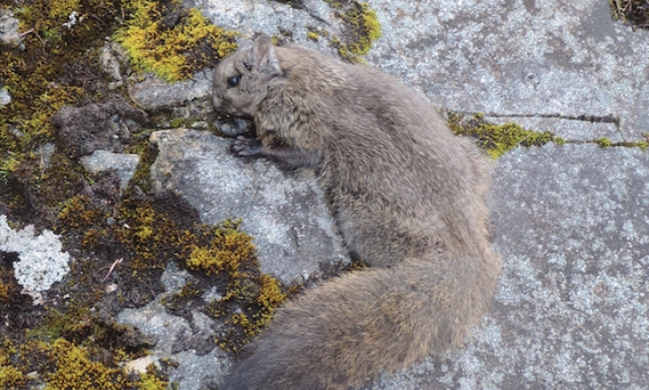 Descubren nuevas especies de ardillas voladoras del tamaño de un gato en el Himalaya