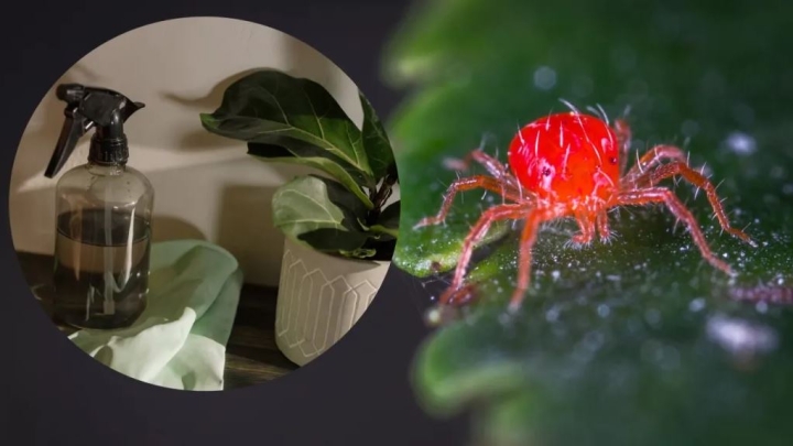 Sencilla mezcla con alcohol para eliminar la araña roja de tus plantas