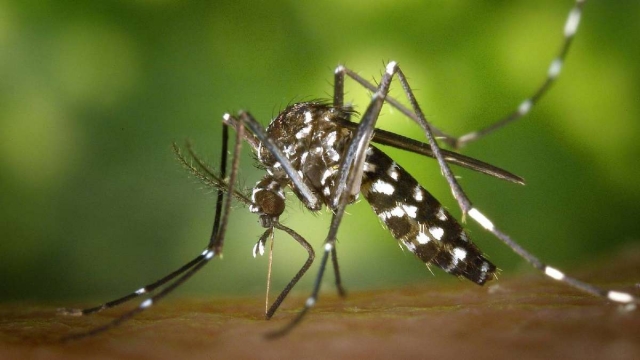 Alertan contra proliferación del dengue