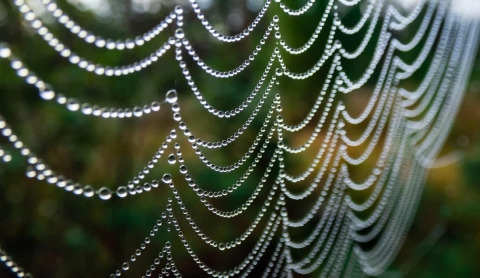 Bacterias Transforman Plástico en Bioplástico de Seda de Araña