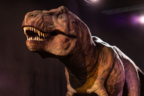 Descubren fósil que revela la evolución del Tiranosaurio rex