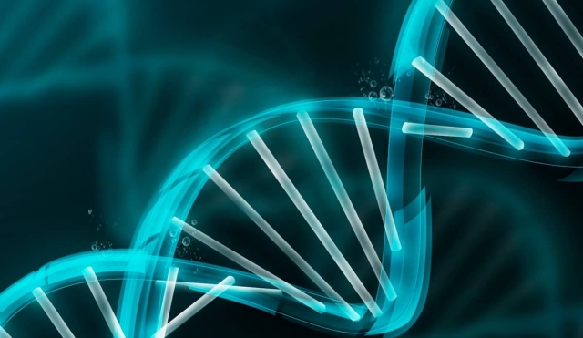 Una investigación reciente concluyó que la evolución del  ADN humano se deriva de un acto de equilibrio