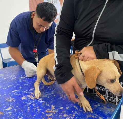 Realizan campaña de vacunación antirrábica en Cuautla