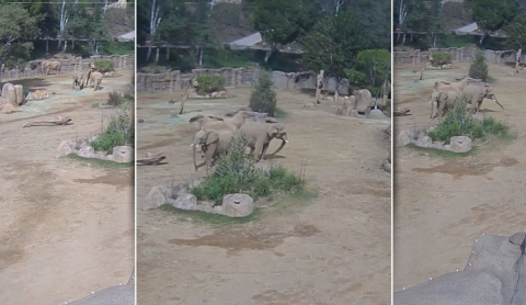 Emotivo video: Elefantes forman un círculo de protección tras el temblor