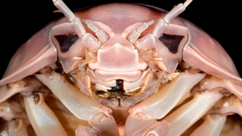 Descubren en Vietnam una nueva especie de insecto marino gigante