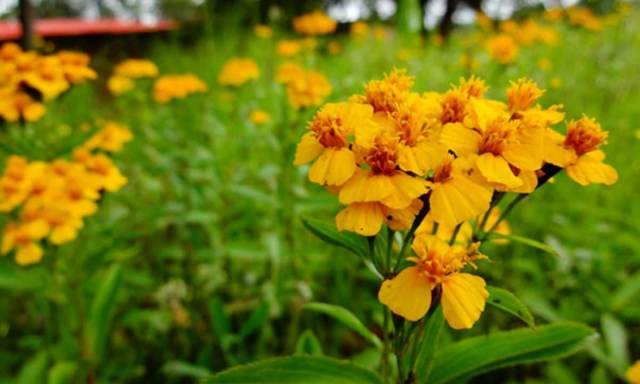 Prohíbe Santa Catarina cortar flor de pericón