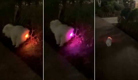 Cachorro se vuelve viral tras brillar en la oscuridad al intentar expulsar un juguete