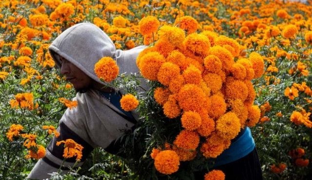 Productores de cempasúchil se preparan para Días de Muertos