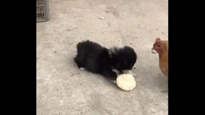 Perrito y gallina protagonizan pleito por comida, video se vuelve viral