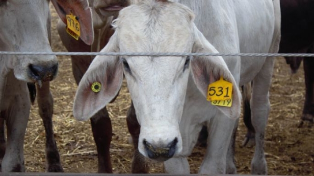 Detectan tercer caso de gusano barrenador del ganado en Tamaulipas