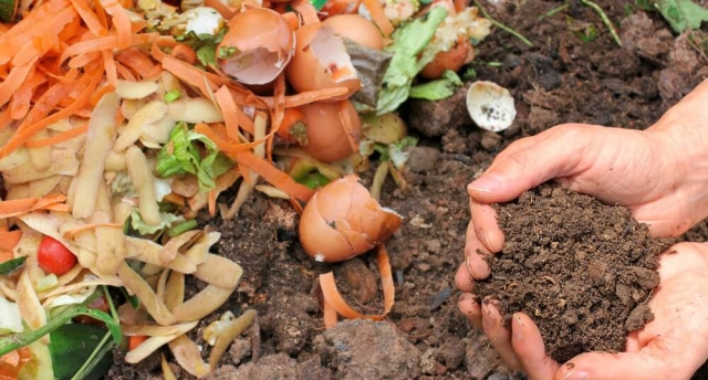 3 Fertilizantes Caseros para Plantas Poderosas