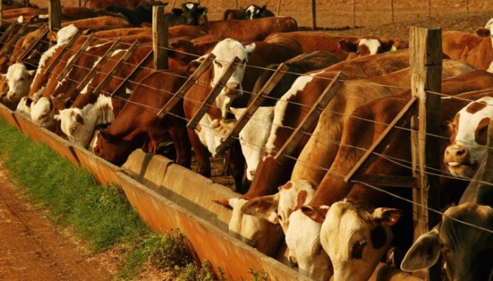 Eliminar totalmente la producción de carne en todo el mundo podría salvar a la Tierra