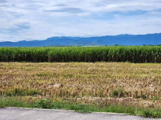 El arroz morelense es catalogado como de muy alta calidad.