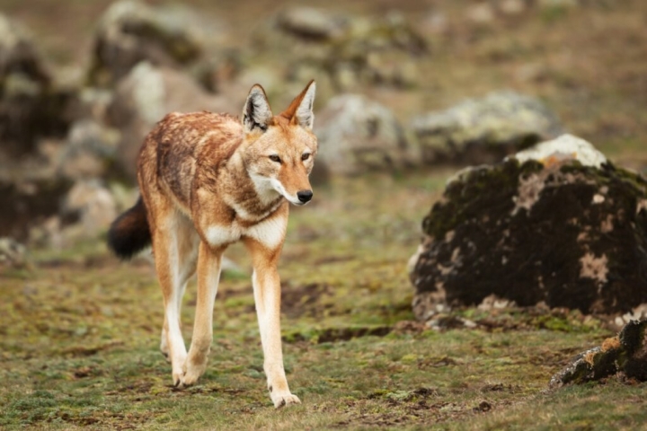 Hallan el único fósil conocido de lobo etíope de hace más de 1.5 millones de años