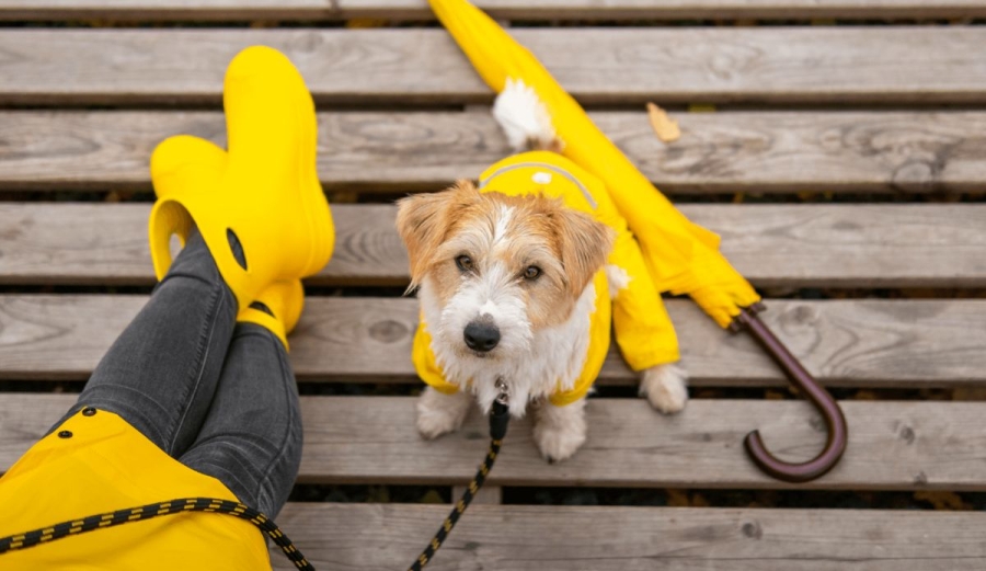 Cómo proteger la salud de tu perro durante la temporada de lluvias