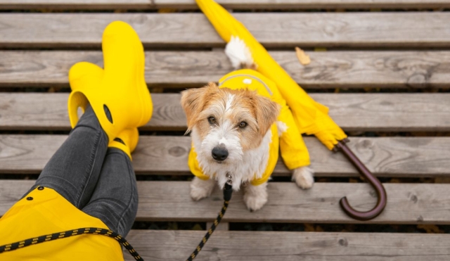 Cómo proteger la salud de tu perro durante la temporada de lluvias