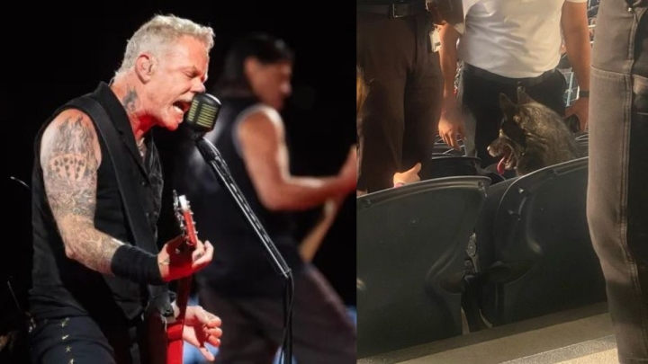 &#039;Storm&#039; la metalera: Perrita se escapa de casa y aparece en concierto de Metallica