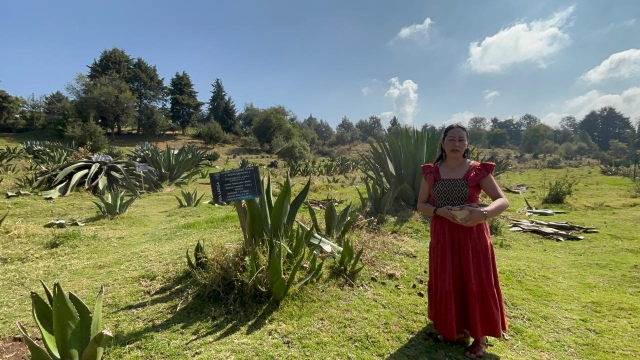 Aumenta consumo de pulque y demanda en un 30 por ciento