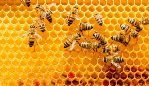 Propiedades curativas de la miel de abeja que quizás no conocías
