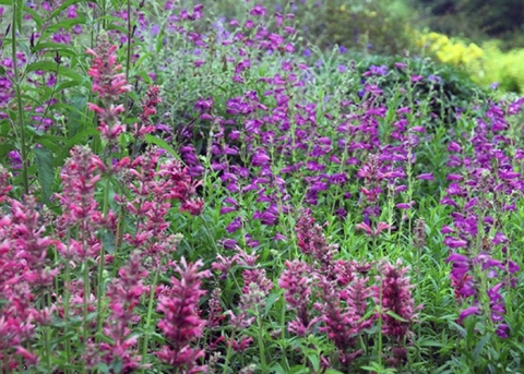 Micropropagación del toronjil (Agastache mexicana), una planta con valor medicinal