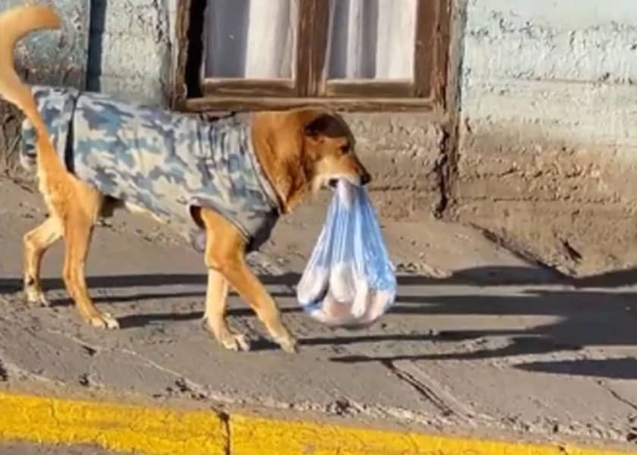 Perrito va por el pan.