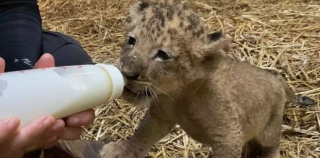 Simba, el primer cachorro de león nacido por inseminación artificial