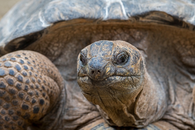 Un video revela que las tortugas gigantes también son carnívoras y cazan aves