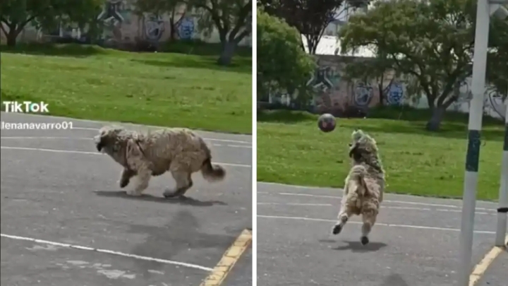 Listo para el mundial: Perrito portero conquista Tiktok