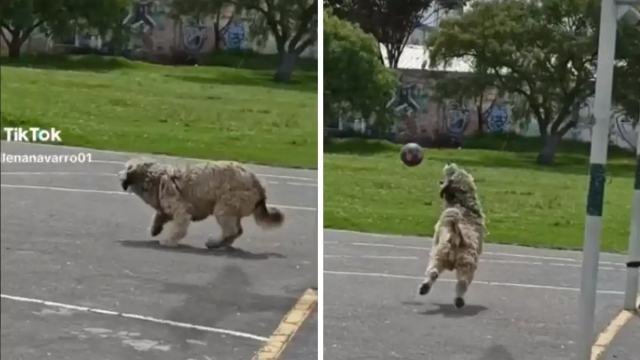 Listo para el mundial: Perrito portero conquista Tiktok