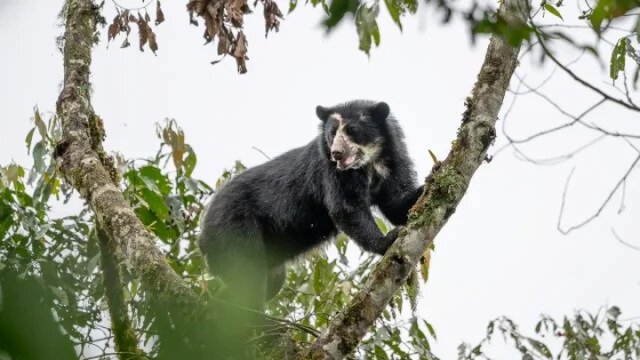 Oso andino de Colombia, primer caso de moquillo canino en esa especie